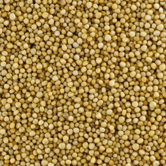 Organic Mustard Seeds White - Bulk