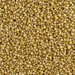Organic Mustard Seeds White - Bulk